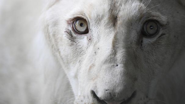 Un lion blanc d’Afrique du Sud transporté de République tchèque jusqu’au Venezuela.