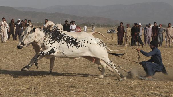 Un Pakistanais contrôle deux bœufs lors d