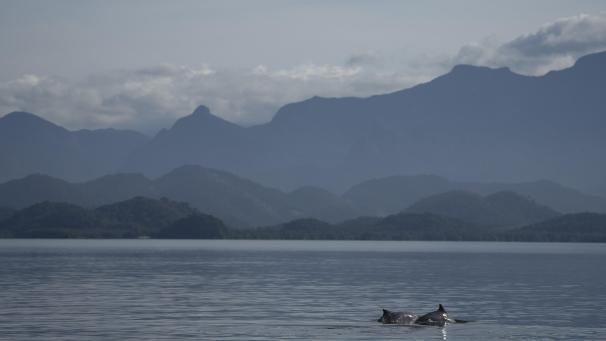 Des dauphins guyanais nagent dans la baie de Guanabara, à Rio de Janeiro, au Brésil.