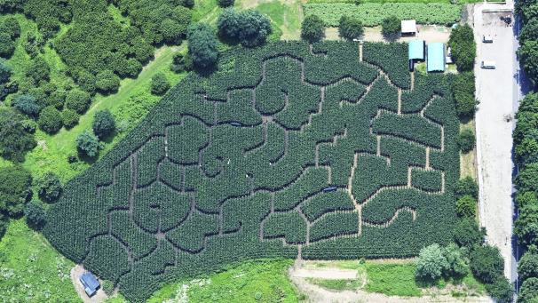 Un immense labyrinthe dans un champs de maïs a été réalisé dans la ferme Nasu Senbonmatsu dans la ville de Nasushiobara, au Japon.