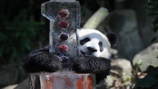 Le Le, le premier panda géant né à Singapour, a célébré son premier anniversaire avec un gâteau glacé.