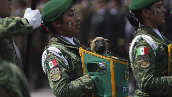 Une soldate marche avec un chiot qui sera formé pour travailler avec les militaires à Mexico.
