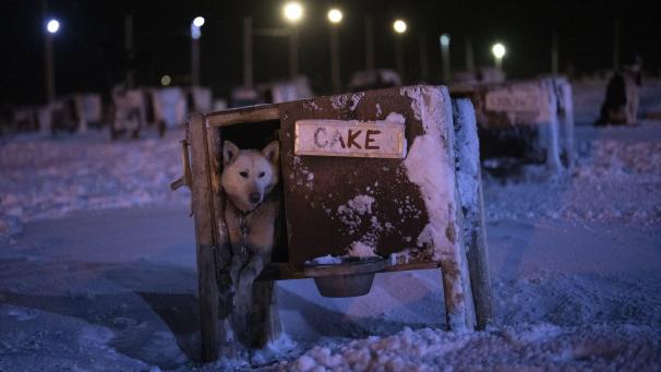 Un chien nommé Cake est assis dans une niche à Bolterdalen, en Norvège.