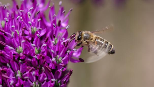Dans certains pays où l’usage massif des néonicotinoïdes est encore autorisé, des décès massifs d’abeilles ont été constatés. Ils seraient dus, jugent certains experts, aux produits utilisés dans les cultures.
