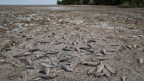 Des poissons morts sur le fond asséché du réservoir de Nova Kakhovka après la rupture du barrage.