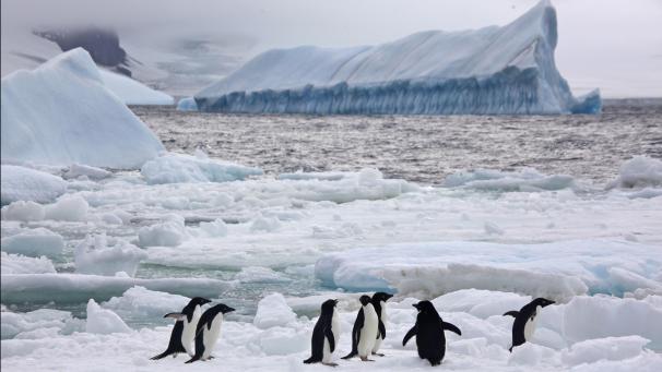 En Antarctique, depuis le début de l’année, tous les records à la baisse de la banquise sont battus.