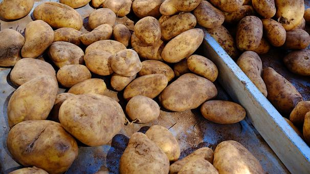 Patatoes on the market | Pommes des terre au marché 08/09/2023