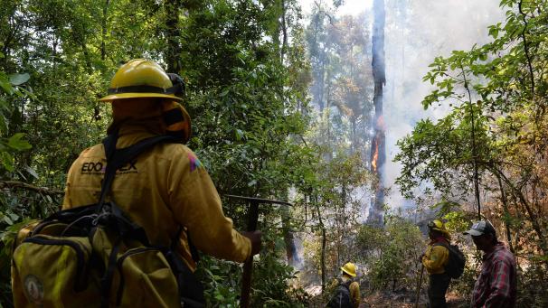 Des pompiers volontaires tentent d’éteindre des nombreux feux de forêts à Pinal de Marquesado, au Mexique.