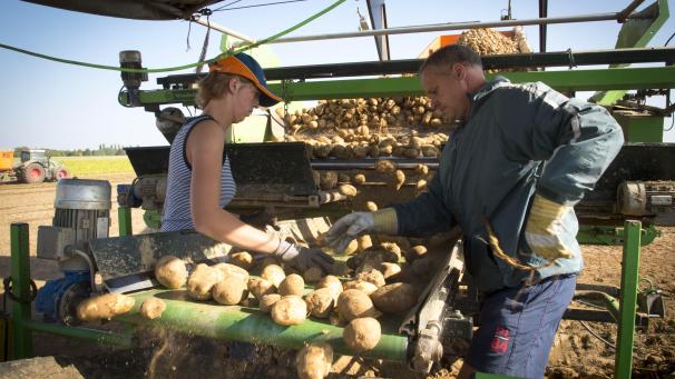 Par la faute de la pluie, la récolte de pommes de terre risque d’être mauvaise cette année, même si des mois d’été ensoleillés peuvent compenser un printemps maussade.