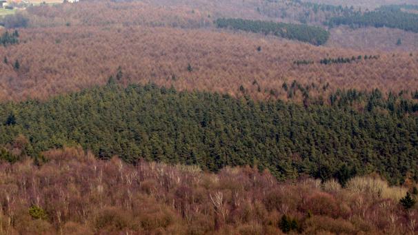 Qu’elle soit constituée de résineux ou de feuillus, la forêt wallonne a besoin d’être prise en main pour résister au changement climatique.
