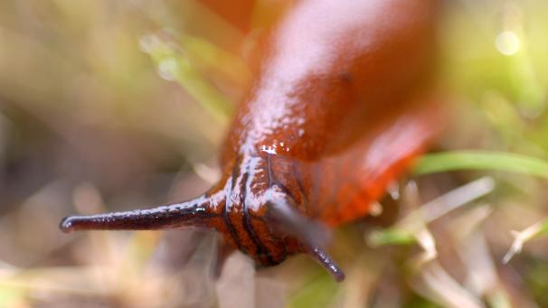 La grosse limace rouge peut mesurer plus de 10 cm mais n’est pas la plus vorace, même si c’est elle qu’on voit le plus.