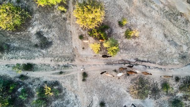 Cette vue aérienne montre du bétail se nourrissant d’arbustes dans un champ stérile à Matobo, Matabeleland, le 17 mai 2024. Selon des scientifiques, la sécheresse qui sévit en Afrique australe est principalement due au phénomène météorologique El Nino, et non au changement climatique.
