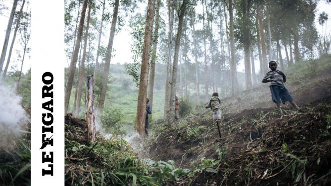 « Au Congo, le makala est la seule façon de cuire la nourriture ou d’avoir de l’eau chaude. Mais ce sont un demi-million d’hectares de forêt qui partent en fumée. »