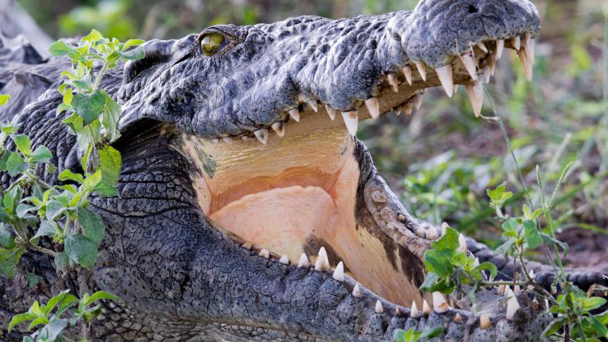 Le crocodile
: ce n’est pas une surprise. Féroce, ce reptile tuerait jusqu’à 2000 personnes par an. ©Belgaimage