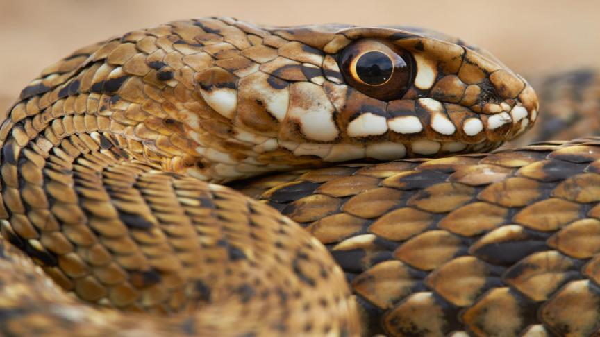 Le serpent
: toutes les morsures de serpents ne sont pas mortelles et heureusement. Selon l’OMS, les morsures de ces reptiles carnivores provoquent en moyenne 100.000 décès par an. ©Belgaimage