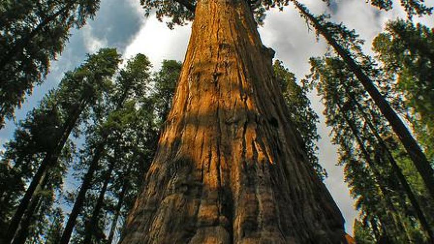 Le séquoia Général Sherman, en Californie. Son âge est estimé à environ 2.200 ans.