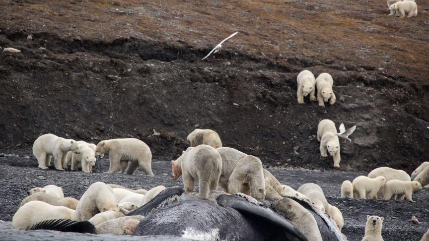 RUSSIA-ARCTIC-ENVIRONMENT-ANIMALS-BEARS-CLIMATE