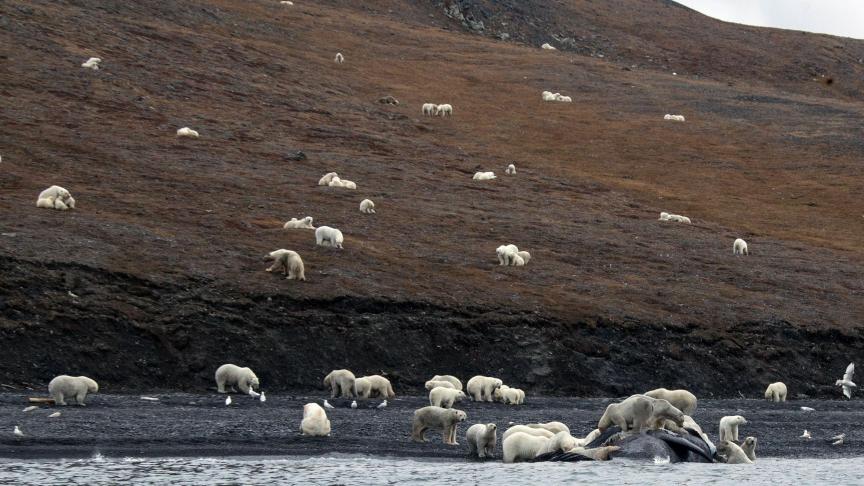 RUSSIA-ARCTIC-ENVIRONMENT-ANIMALS-BEARS-CLIMATE (2)