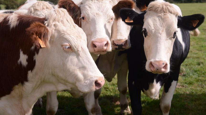Avec 306.990 têtes, le Luxembourg est la première province bovine wallonne, soit 27,7
% du cheptel.