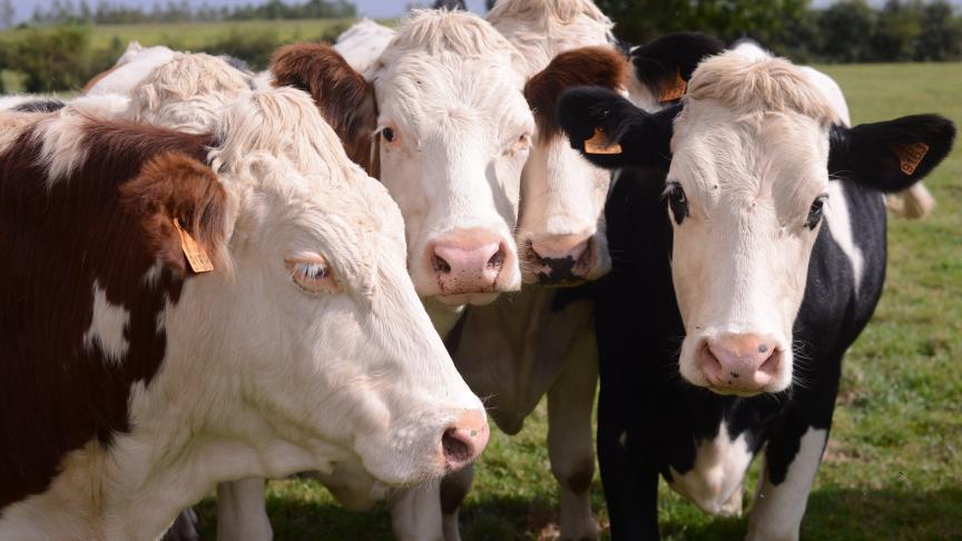 Le lait Fairebel n’est pas directement celui des éleveurs-coopérateurs.  Une situation qui va changer à partir de l’an prochain.