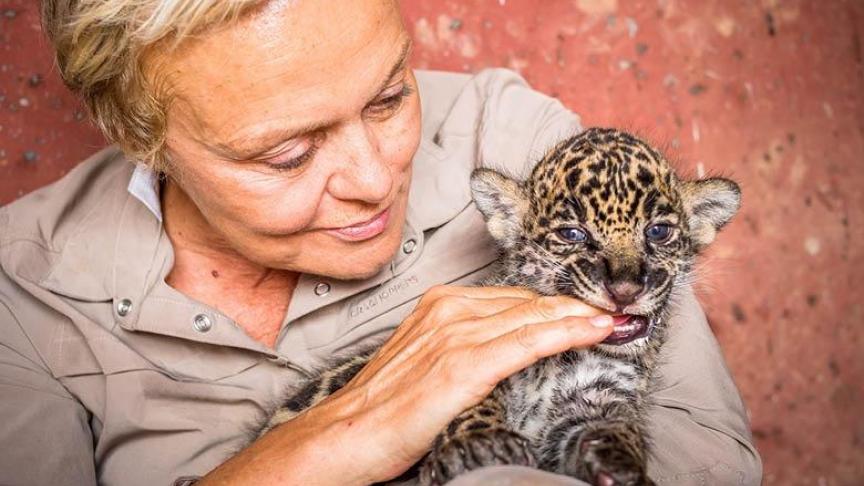Muriel Robin ose câliner ce bébé jaguar - France 3