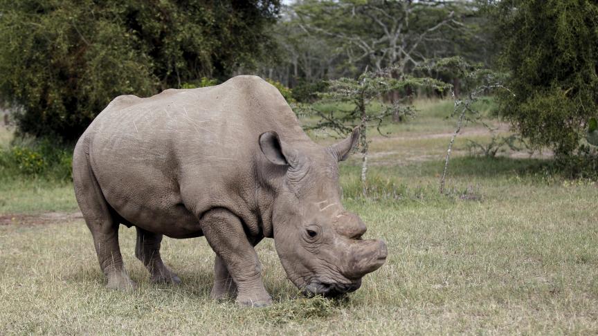 Le dernier rhinocéros blanc mâle du Nord est décédé, a-t-on appris ce mardi 20 mars.