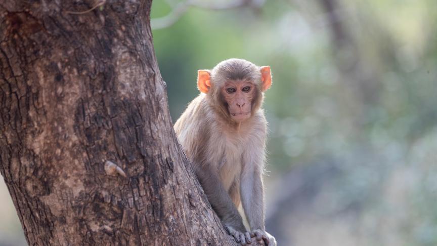 Le macaque rhésus serait en cause dans ce kidnapping survenu en Inde.