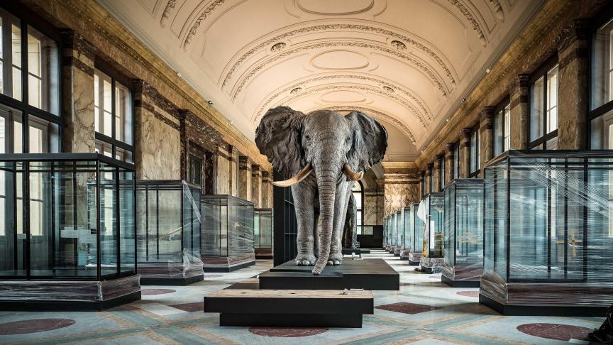 L’éléphant a retrouvé sa place. Mais, vu sa taille, il a dû réintégrer le musée avant la fin des travaux, faute de quoi il n’aurait pas pu rentrer.