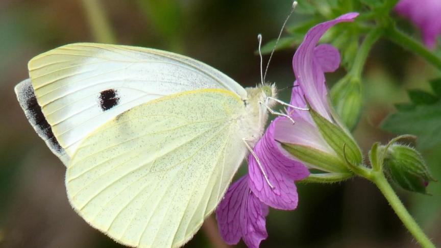 La piéride, ce papillon blanc avec une petite tache noire sur chaque aile, compte parmi les espèces les plus courantes chez nous.