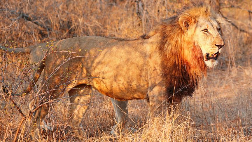 Un lion d’Afrique - Photo d’illustration