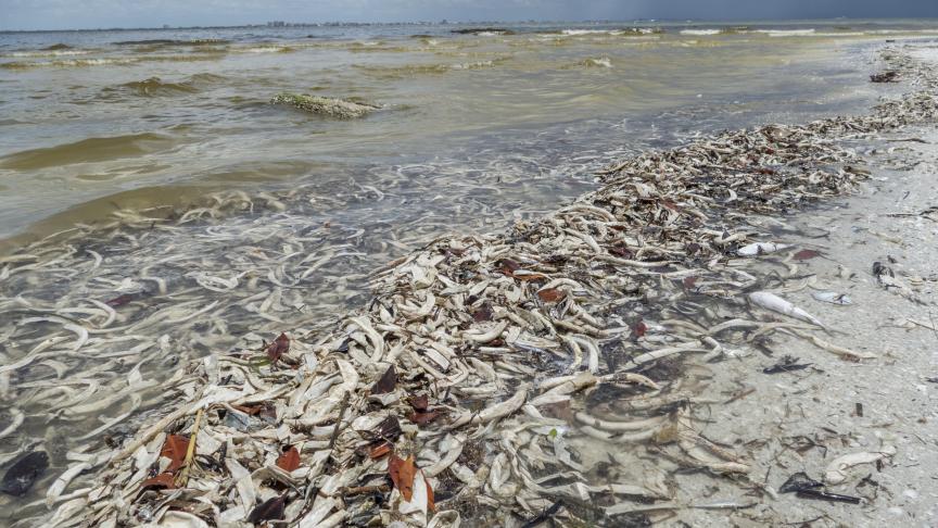 La marée rouge qui s’abat sur la Floride tue de nombreuses espèces marines.