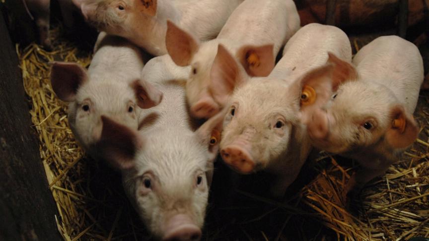 Une grosse soixantaine d’élevages porcins, de petite taille, se trouvent dans la zone d’intervention délimitée après la découverte de sangliers malades.