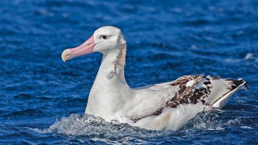 L’albatros Tristan da Cunha