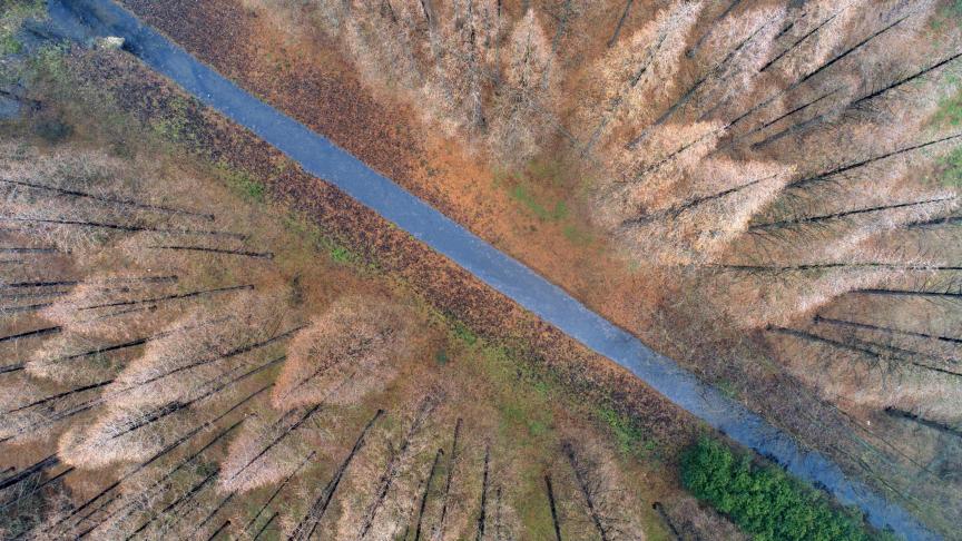 Des séquoias sont séparés par une route. En cette fin d’année 2018, les couleurs étaient magnifiques du côté de Suqian, à l’est de la Chine.
