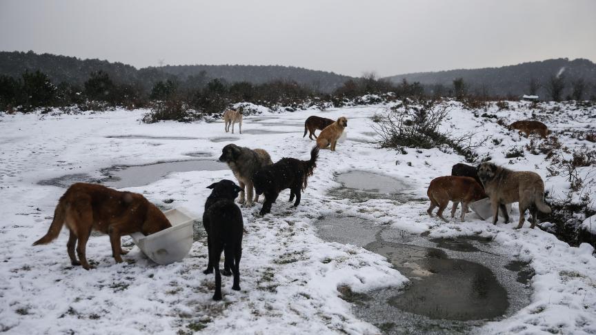 Des chiens errants souffrant des conditions hivernales ont été nourris à Istanbul en Turquie. Belgaimage