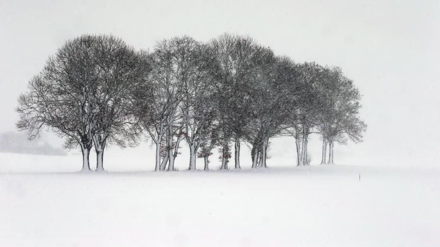 Sur la plaine de Kaufbeuren en Allemagne, les arbres couverts de neige attirent les amateurs de photos hivernales. Belgaimage