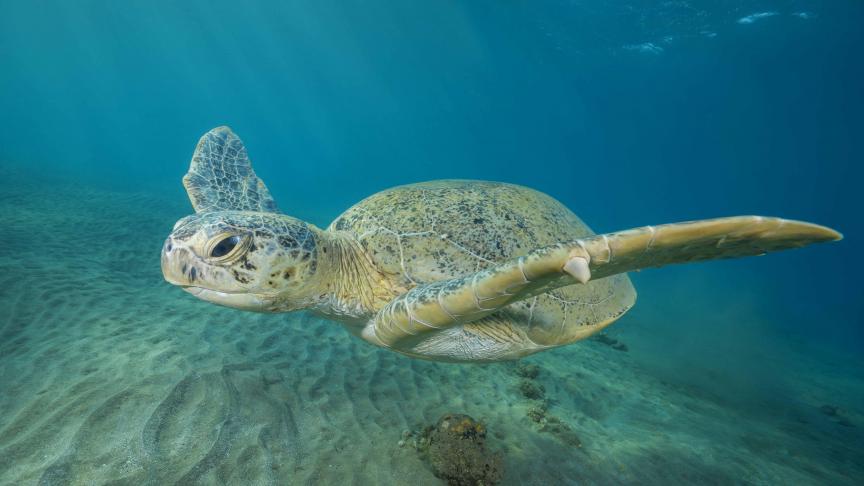 D’ici 2100, la population de mâles chez les tortues vertes marines diminuera de 7 à 24
% en raison du changement climatique.