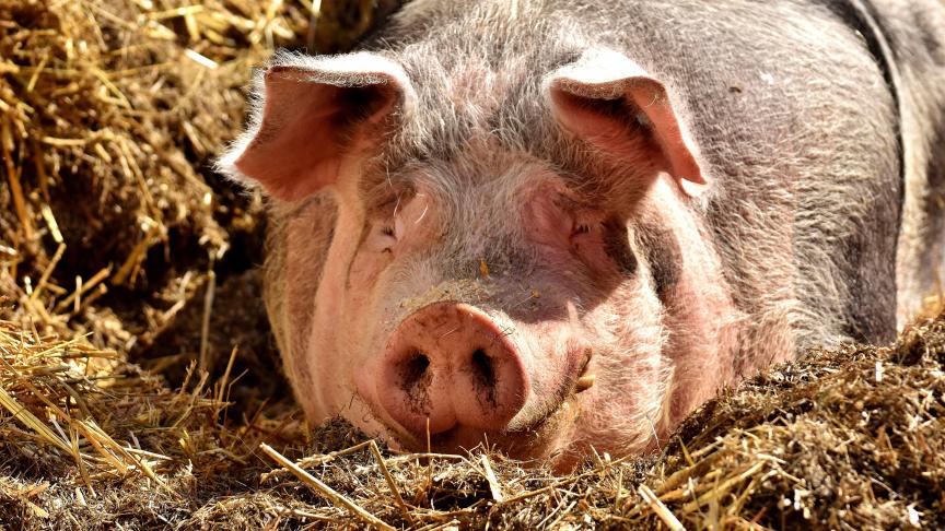 Les élevages wallons subissent de plein fouet la crise de la peste porcine.