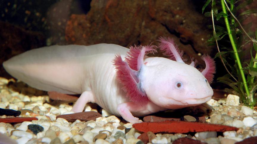 Un axolotl, photo d’illustration.