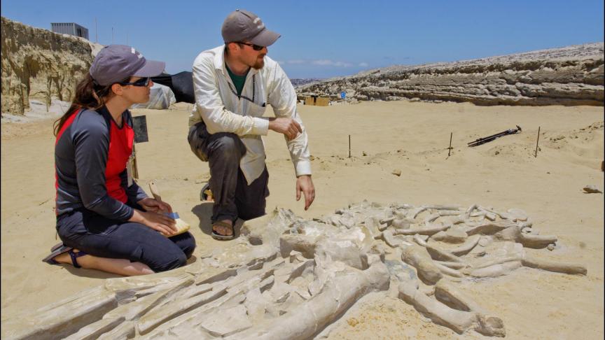 Photo prétexte - Ossements de baleine retrouvés au Chili en 2011 (vieux d’environ deux à sept millions d’années selon les experts).