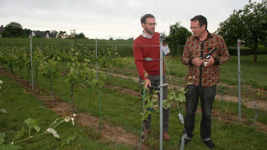 Une vraie formation en vini-viticulture va voir le jour du côté d’Ath.