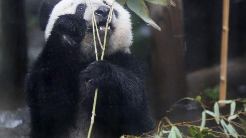 Le panda géant Xiang Xiang a pris la pause au Ueno Zoological Gardens de Tokyo le 10 juin, deux jours avant son deuxième anniversaire. Le petit panda pèse 61,6 kilogrammes, soit environ la moitié de sa mère Shin Shin.