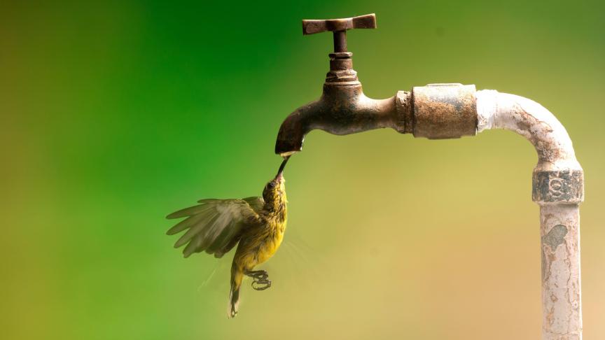 Pour lutter contre la chaleur, un colibri s’abreuve à un robinet dans l’ouest de Java en Indonésie.