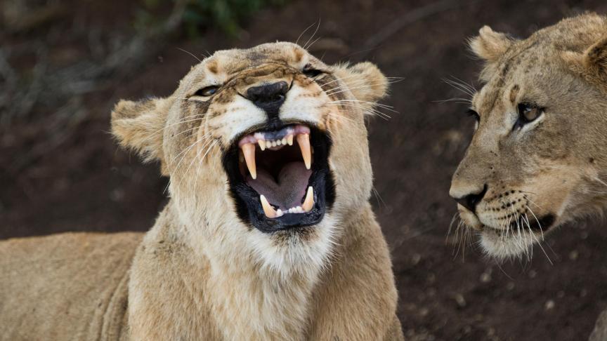 Ces deux lionnes sud-africaines font partie du groupe des sept animaux réintroduits.