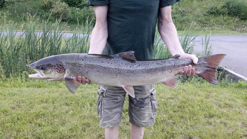 Ce saumon a été capturé en juin au barrage de Lixhe
: 95 centimètres et 6,7 kilos
! Né à Erezée, il a passé trois ans dans l’océan avant de revenir.