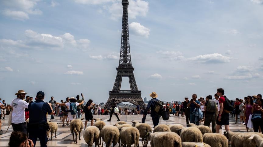 Un fermier conduit des moutons lors d’une transhumance urbaine à Paris. Les bergers de Seine-Saint-Denis et leur troupeau ont débuté le 6 juillet dernier onze jours de transhumance, de la basilique Saint-Denis au centre de Paris.