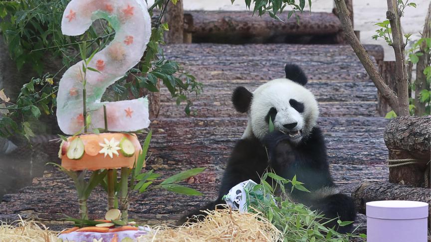 Le panda géant femelle, Ding Ding (né le 30 juillet 2017), profite d’un festin d’anniversaire au zoo de Moscou où il vit depuis son arrivée de la province chinoise du Sichuan en Chine, fin du moins d’avril 2019.
