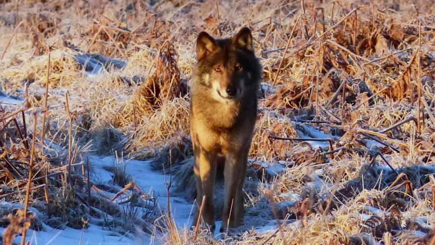 Depuis sa première apparition, le jeune loup mâle des Hautes-Fagnes a été photographié à plusieurs reprises. On considère désormais qu’il est installé sur le plateau.