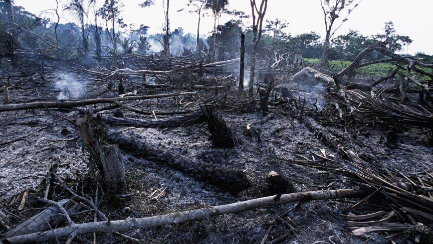 L’agriculture sur brûlis cause des ravages énormes. Si l’on continue ainsi, dans 100 ans, la forêt sera décimée.