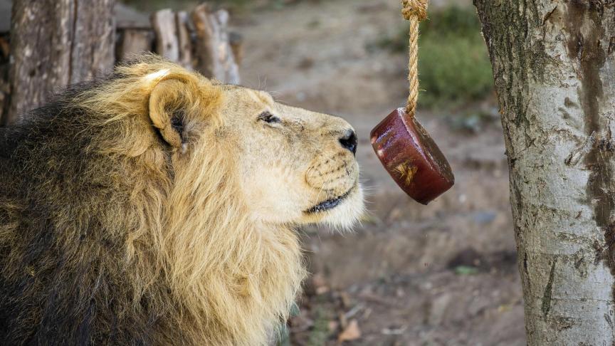 Alors que les températures augmentent à travers le Royaume-Uni, les lions d’Asie du Zoo de Londres se prélassent au soleil et profitent de nourriture fraiche accrochée dans leur enclos.
